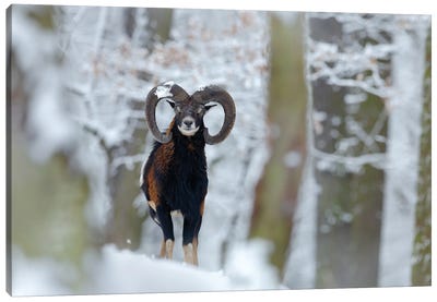 Mouflon In Winter Canvas Art Print - Ondřej Prosický