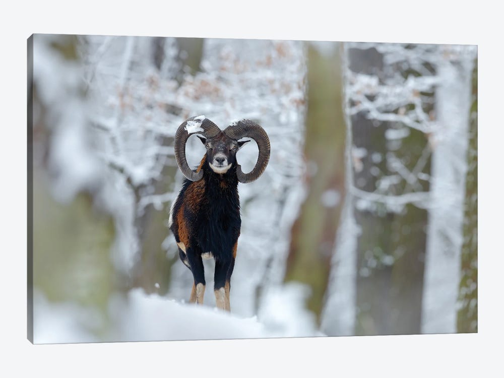 Mouflon In Winter by Ondřej Prosický 1-piece Art Print