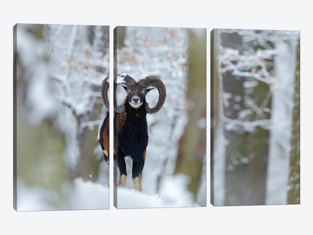 Mouflon In Winter by Ondřej Prosický 3-piece Canvas Print