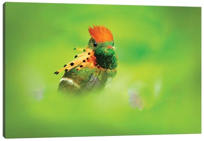 Multicolored Hummingbird Canvas Art Print - Ondřej Prosický