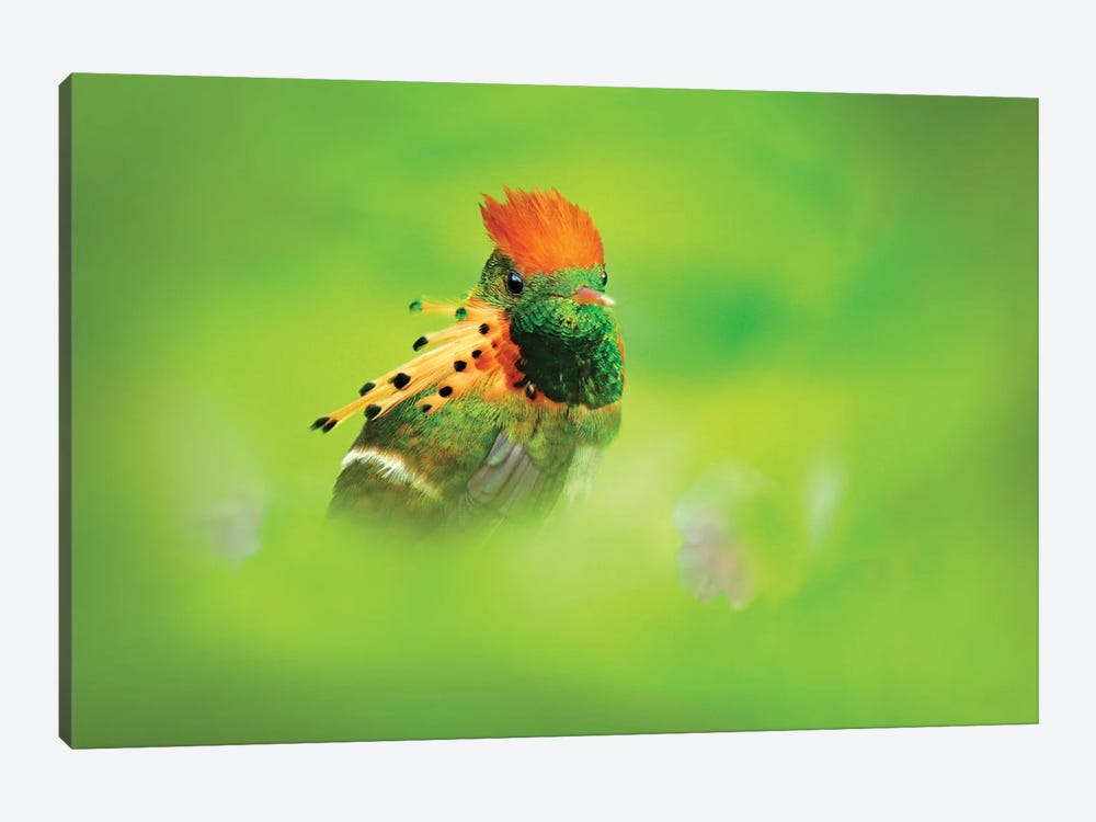 Multicolored Hummingbird by Ondřej Prosický 1-piece Canvas Art