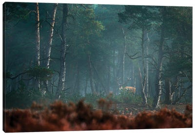 Mysty Forrest With Deer Canvas Art Print - Ondřej Prosický