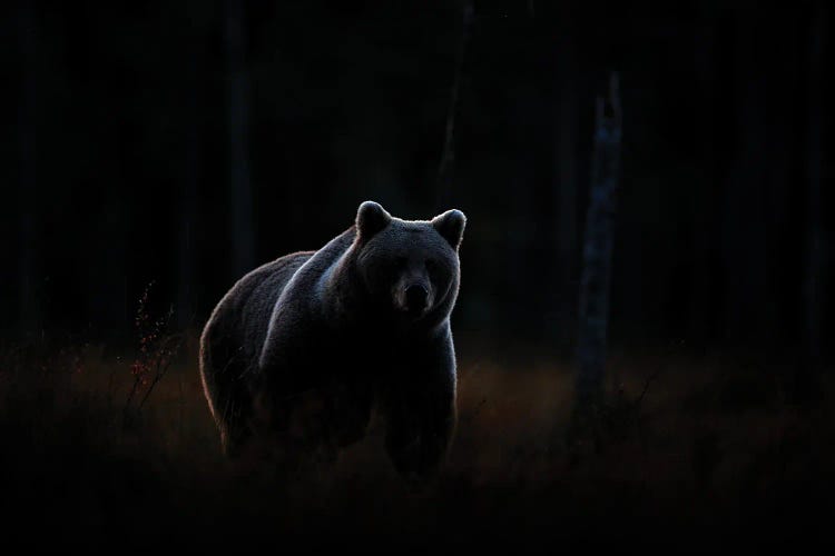 Night Bear