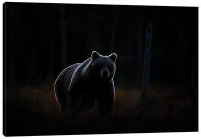 Night Bear Canvas Art Print - Monochromatic Photography