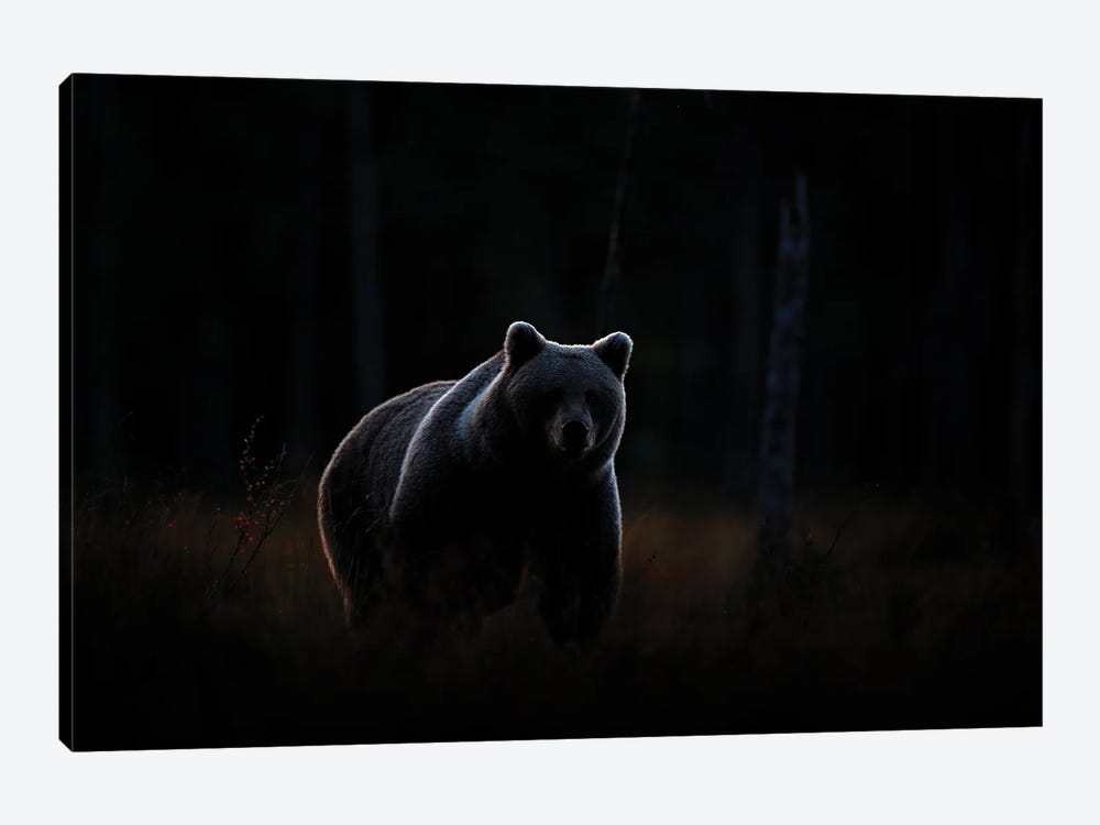 Night Bear by Ondřej Prosický 1-piece Canvas Artwork