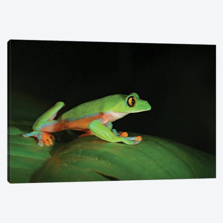 Night Frog Canvas Print #OPR109} by Ondřej Prosický Art Print