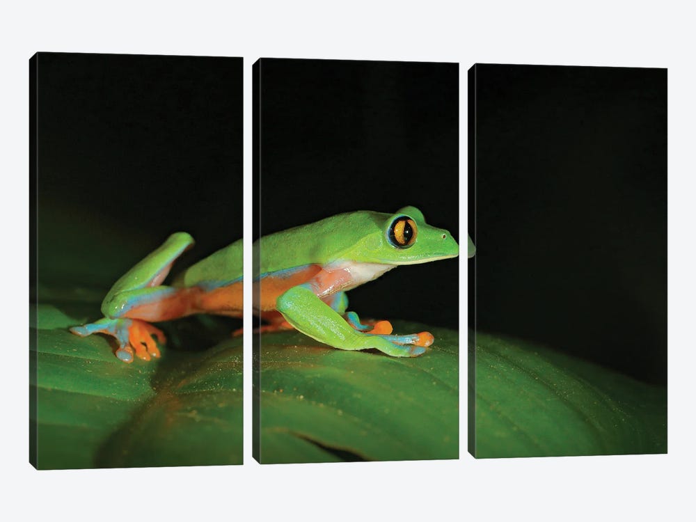 Night Frog by Ondřej Prosický 3-piece Canvas Print