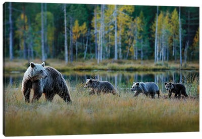 Bear Family On A Walk Canvas Art Print - Photogenic Animals