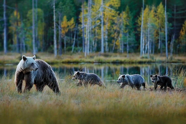 Bear Family On A Walk