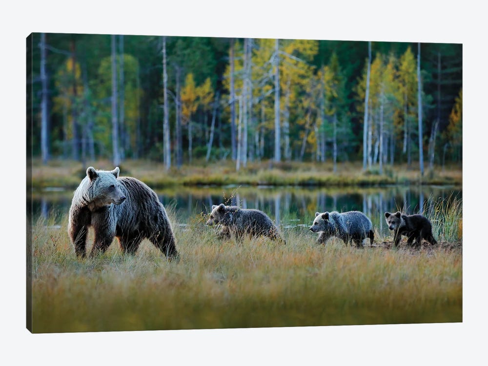 Bear Family On A Walk by Ondřej Prosický 1-piece Canvas Print