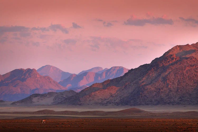 Oryx In The Mountains