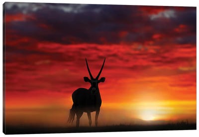 Oryx In Wild Sunset Canvas Art Print - Antelope Art