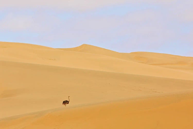 Ostrich In The Desert