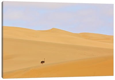 Ostrich In The Desert Canvas Art Print - Ostrich Art