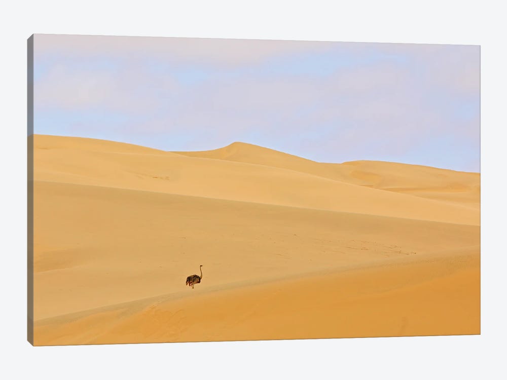 Ostrich In The Desert by Ondřej Prosický 1-piece Canvas Art Print