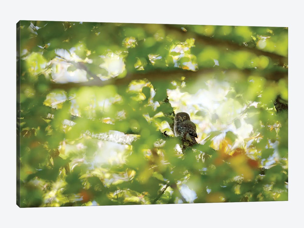 Owl In Summer Light by Ondřej Prosický 1-piece Canvas Print