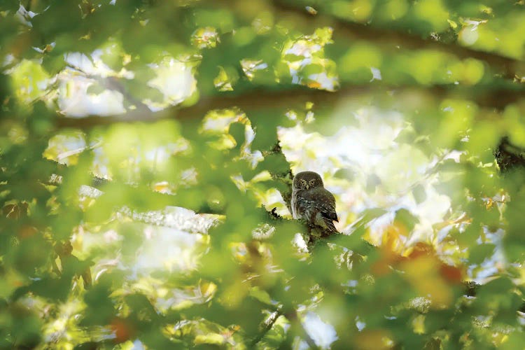 Owl In Summer Light