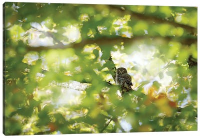 Owl In Summer Light Canvas Art Print - Ondřej Prosický
