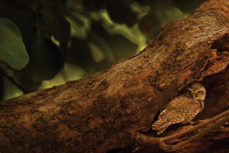 Owlet Bird In A Tree Trunk