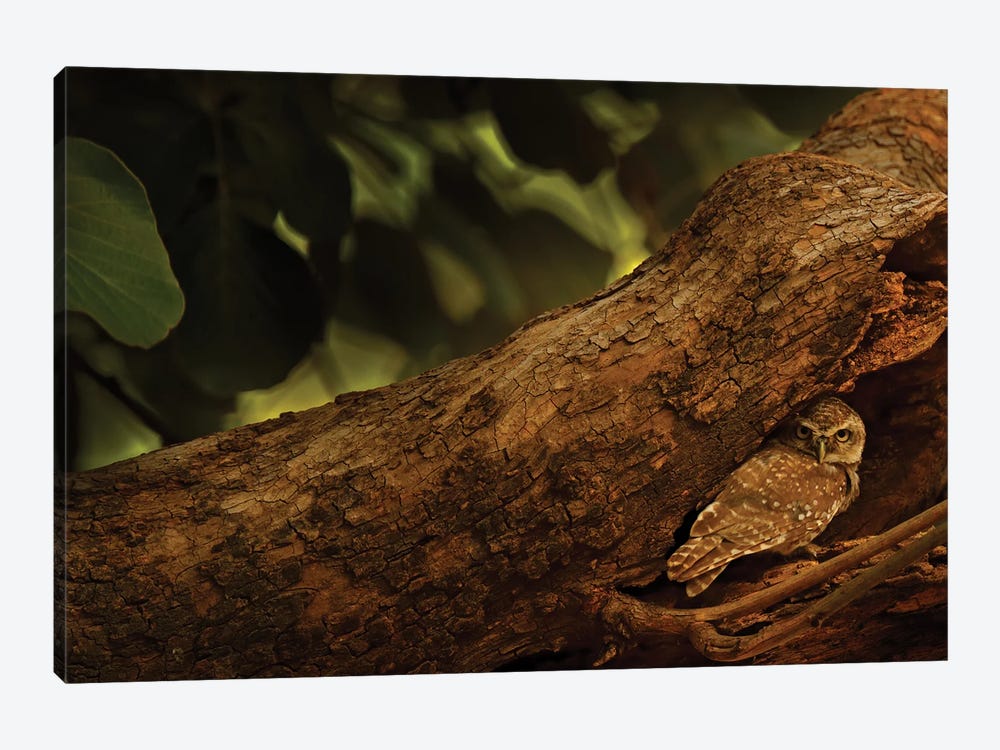 Owlet Bird In A Tree Trunk by Ondřej Prosický 1-piece Canvas Artwork