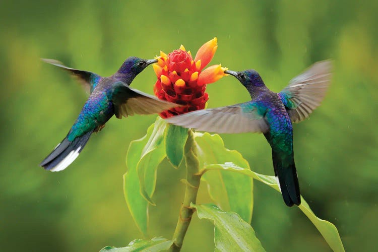 Pair Of Hummingbirds Feeding On Flower