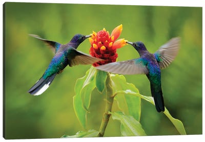 Pair Of Hummingbirds Feeding On Flower Canvas Art Print - Ondřej Prosický