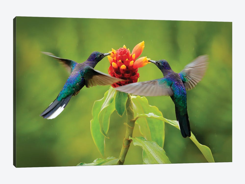 Pair Of Hummingbirds Feeding On Flower by Ondřej Prosický 1-piece Canvas Art Print