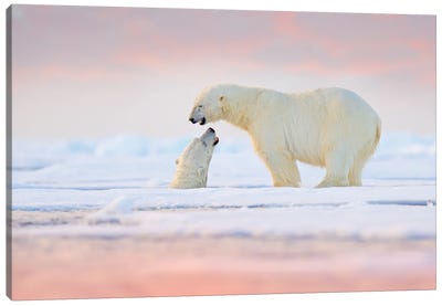 Pair Of Polar Bears On The Water Canvas Art Print - Polar Bear Art