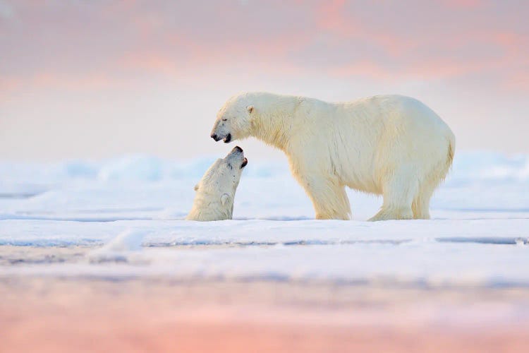 Pair Of Polar Bears On The Water