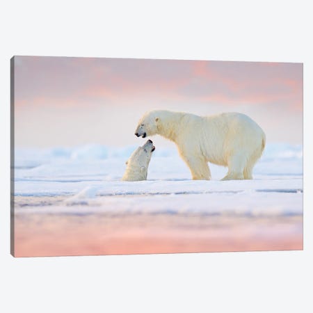 Pair Of Polar Bears On The Water Canvas Print #OPR117} by Ondřej Prosický Canvas Art Print