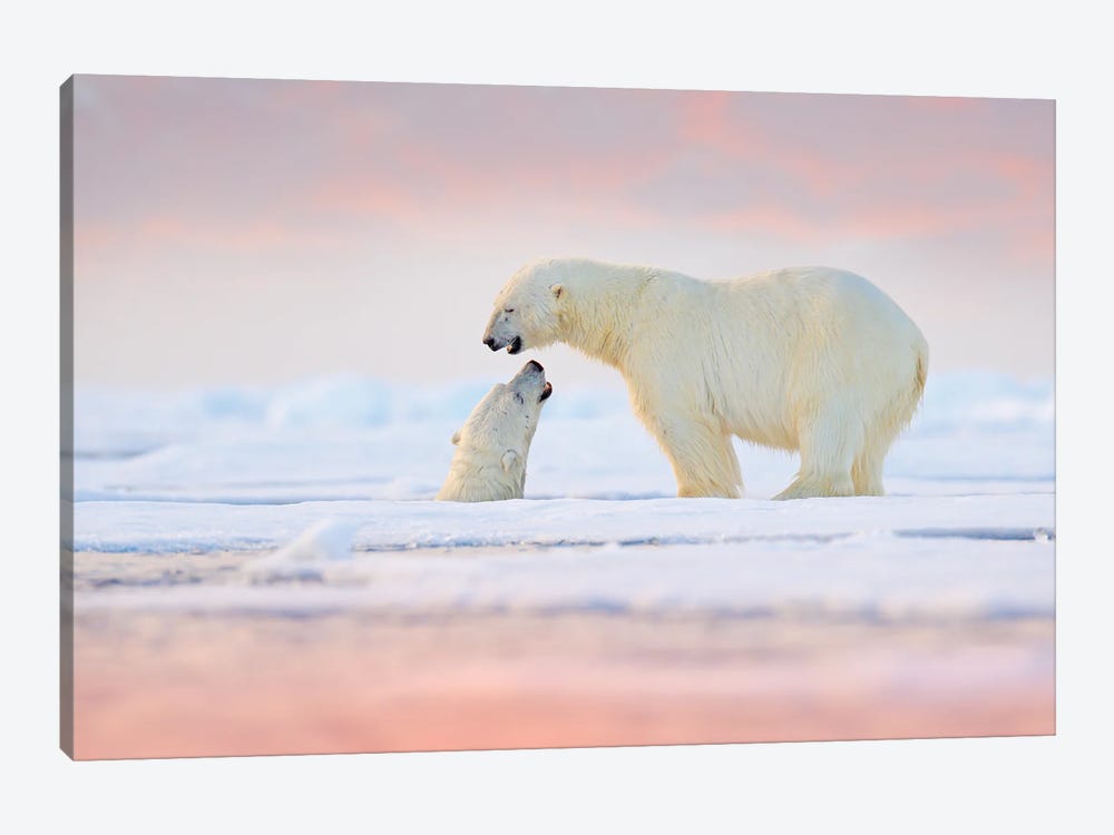 Pair Of Polar Bears On The Water by Ondřej Prosický 1-piece Canvas Wall Art