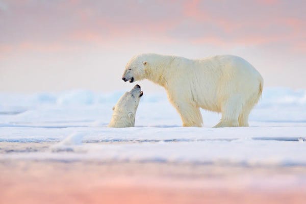 Pair Of Polar Bears On The Water