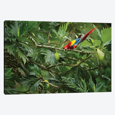 Parrot On A Fruit Tree Canvas Print #OPR119} by Ondřej Prosický Canvas Art
