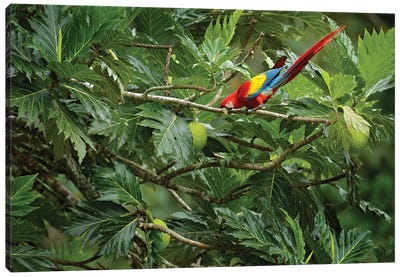Parrot On A Fruit Tree Canvas Art Print