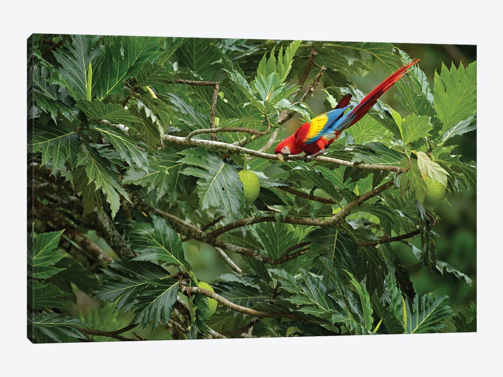 Parrot On A Fruit Tree by Ondřej Prosický 1-piece Canvas Artwork