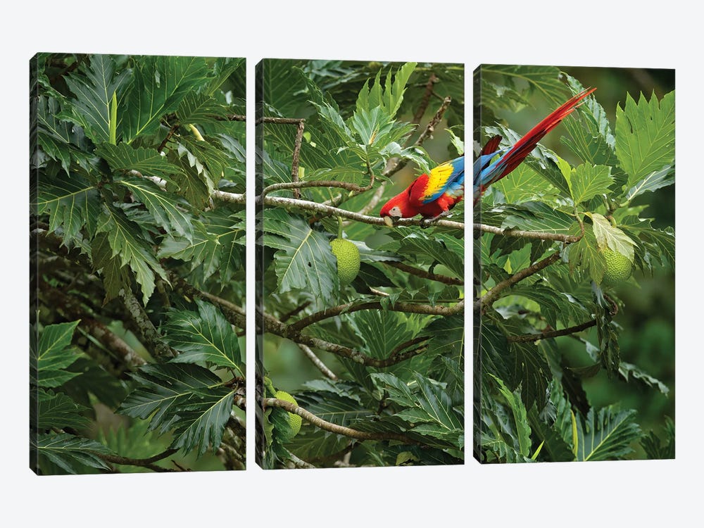 Parrot On A Fruit Tree by Ondřej Prosický 3-piece Canvas Wall Art