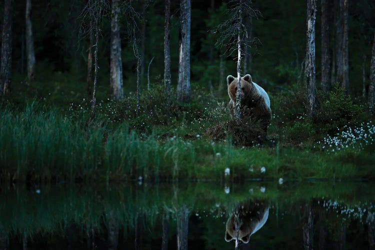 Bear Hiding Place