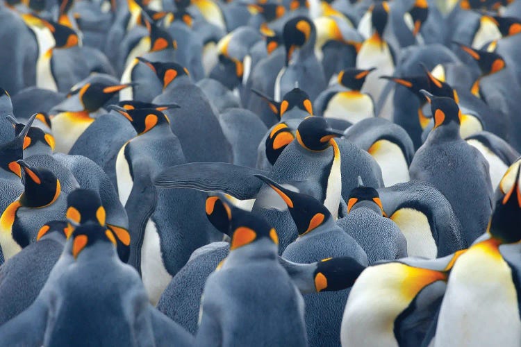 Penguin Party