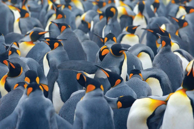 Penguin Party by Ondřej Prosický wall art