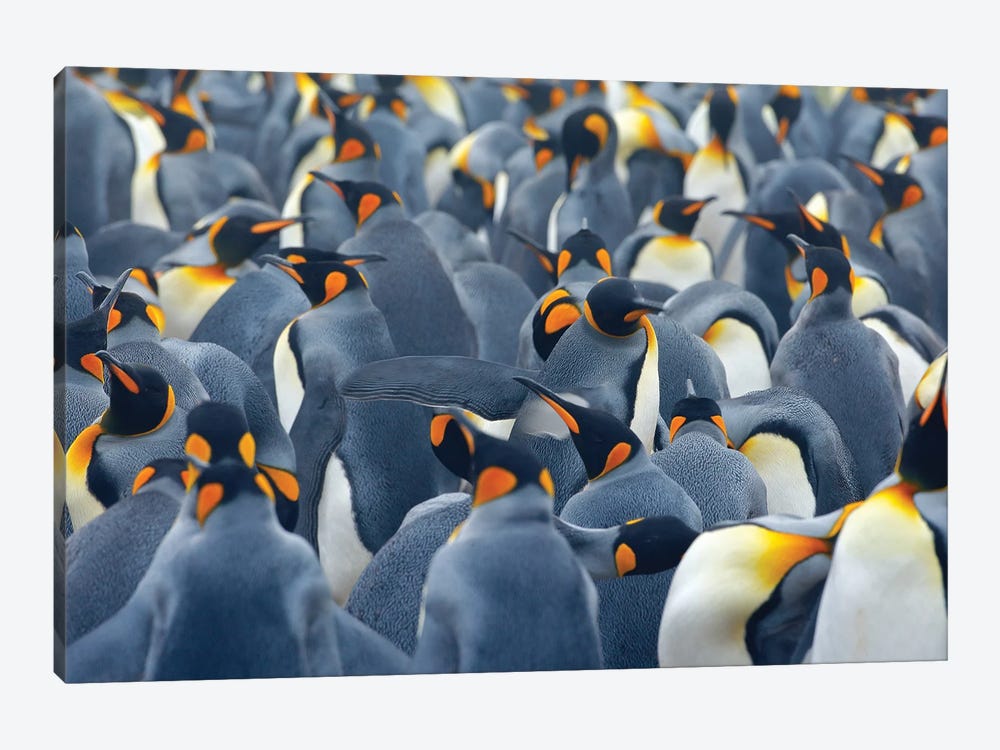 Penguin Party by Ondřej Prosický 1-piece Canvas Artwork