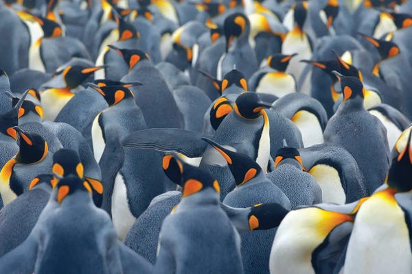 Ondřej Prosický: Penguin Party by Ondřej Prosický