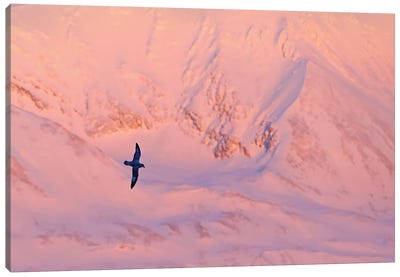Petrel In Arctic Light II Canvas Art Print - Sunset Shades