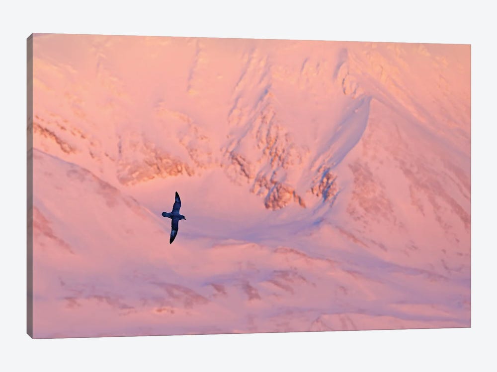 Petrel In Arctic Light II by Ondřej Prosický 1-piece Canvas Wall Art