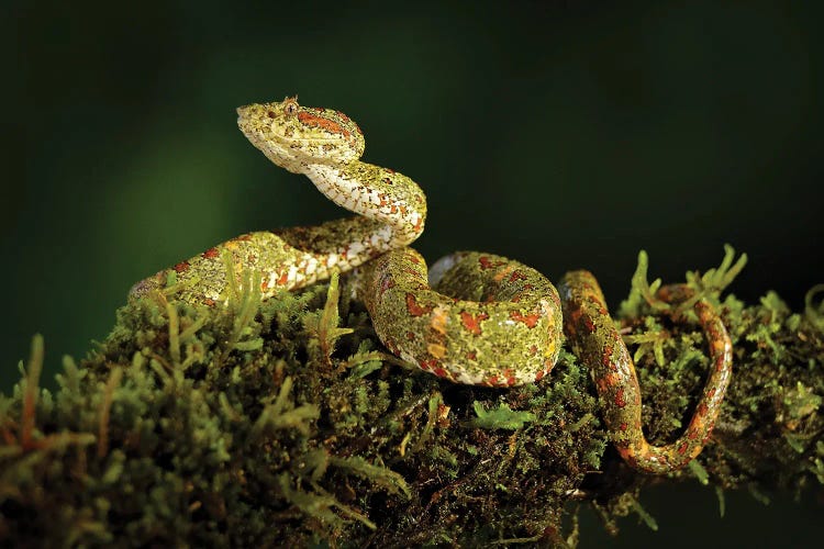 Poisonous Snake In The Jungle