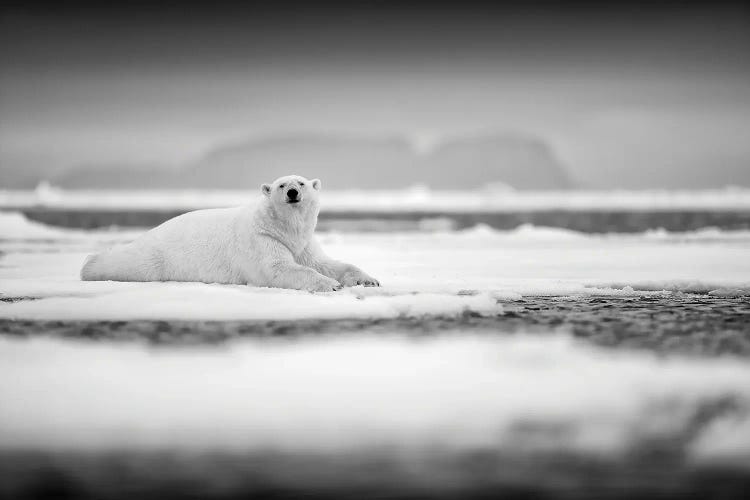 Polar Bear On Ice In Black & White