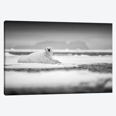 Polar Bear On Ice In Black & White Canvas Print #OPR124} by Ondřej Prosický Canvas Wall Art