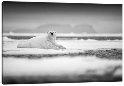 Polar Bear On Ice In Black & White Canvas Art Print - Glacier & Iceberg Art