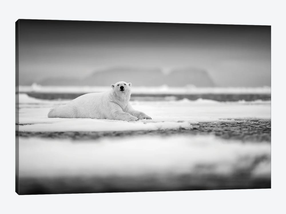 Polar Bear On Ice In Black & White by Ondřej Prosický 1-piece Canvas Wall Art