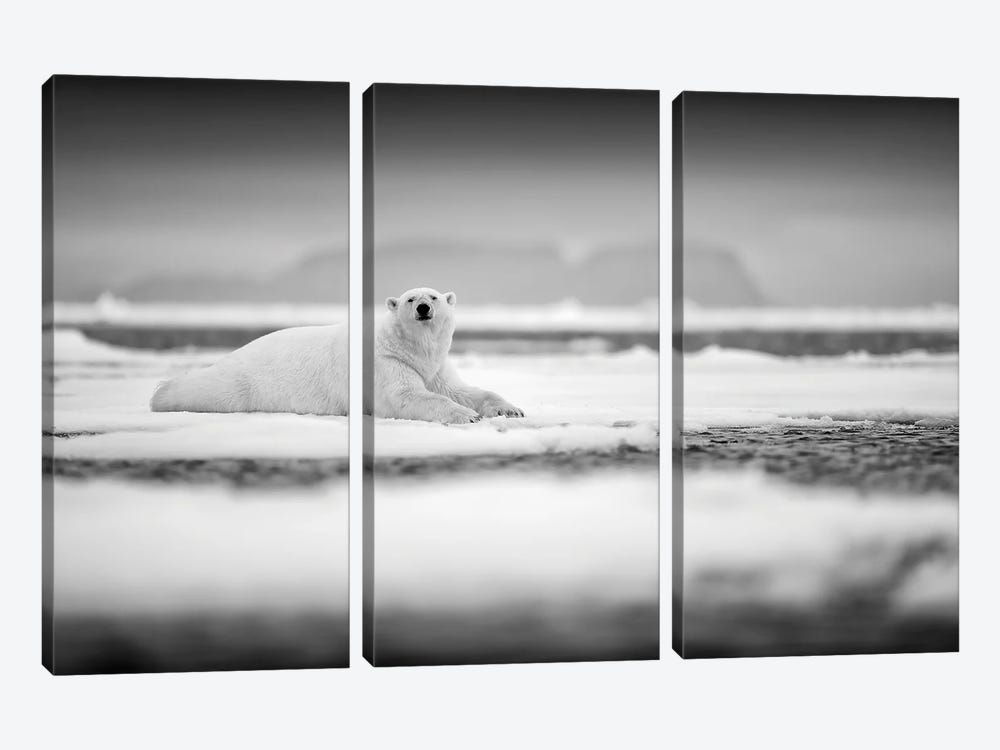 Polar Bear On Ice In Black & White by Ondřej Prosický 3-piece Canvas Artwork