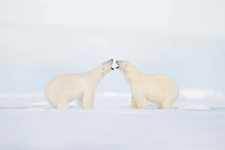 Polar Bears In A Fight